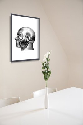Plakát Anatomická hlava svaly