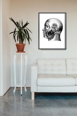Plakát Anatomická hlava svaly