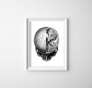 Retro plakát Anatomical Skull Headprints