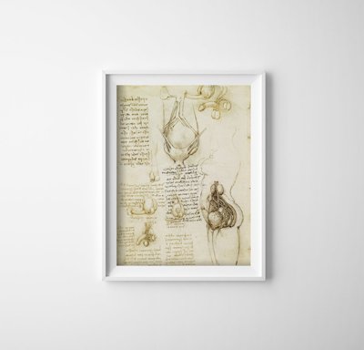 Retro plakát Da vinci tisk mužského a ženského reprodukčního systému