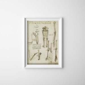Designovy plakát Anatomical da vinci kosti