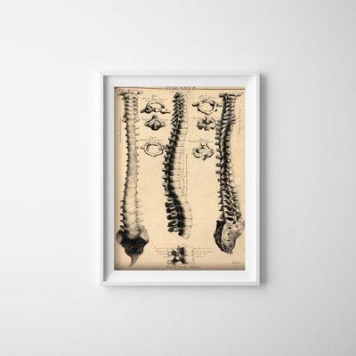 Designovy plakát Anatomie John Fotherby