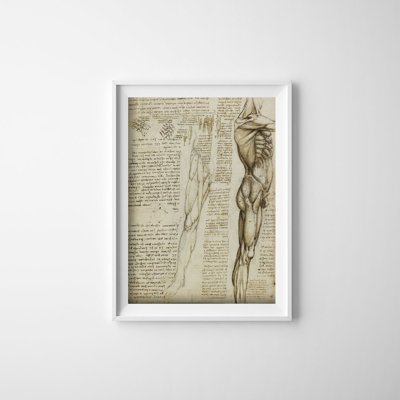 Dekorativní plakát Svaly nohou da vinci