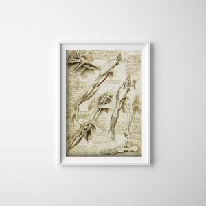 Dekorativní plakát Da Vinci svaly