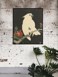 Plakát Papoušek z ohlary kowon