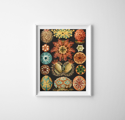 Retro plakát Tisk mořských živočichů