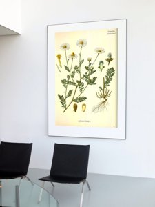 Retro plakát Páchnoucí botanický heřmánek