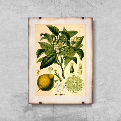 Retro plakát Bergamot.