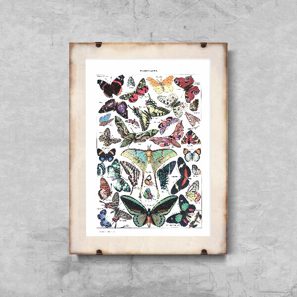 Retro plakát Botanický motýl Adolphe Milllot Papillons