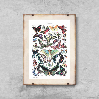 Retro plakát Botanický motýl Adolphe Milllot Papillons
