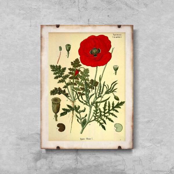 Retro plakát Botanický tisk červený mák