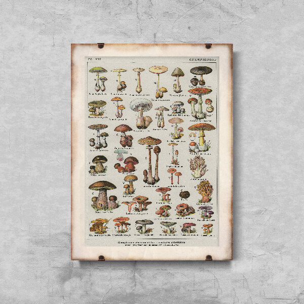 Retro plakát Botanický houbová houba plakát