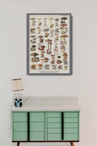 Retro plakát Botanický houbová houba plakát