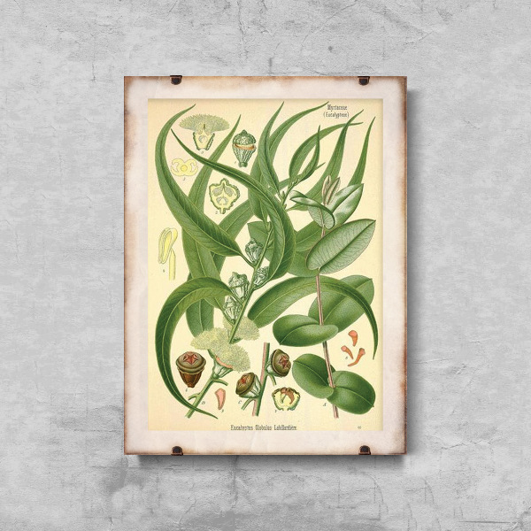 Retro plakát Eucalyptus ilustrace