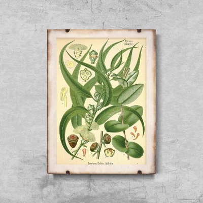 Retro plakát Eucalyptus ilustrace