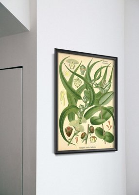 Retro plakát Eucalyptus ilustrace