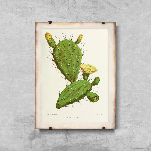 Retro plakát Kaktus