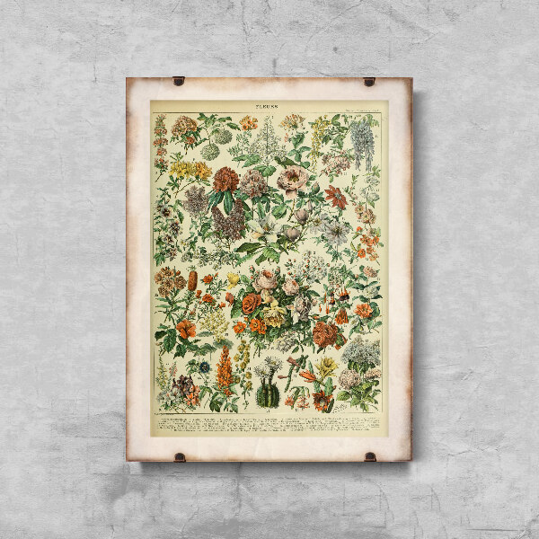 Retro plakát Květiny Adolphe Millot.