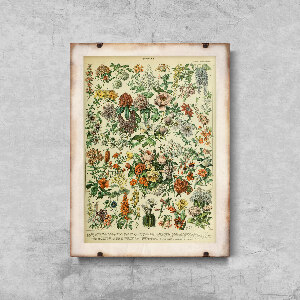 Retro plakát Květiny Adolphe Millot.