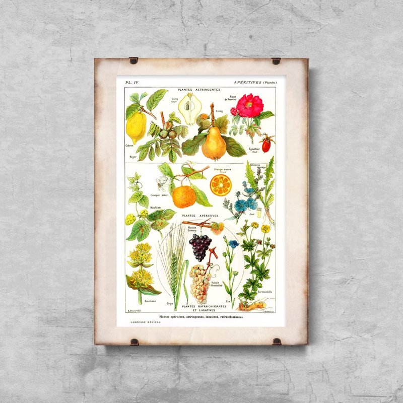 Retro plakát Botanika citrusových plodů