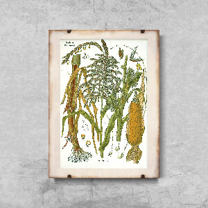 Retro plakát Botanická kukuřice