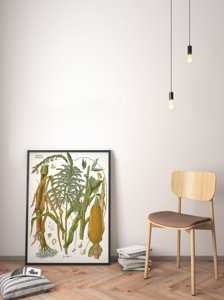 Retro plakát Botanická kukuřice