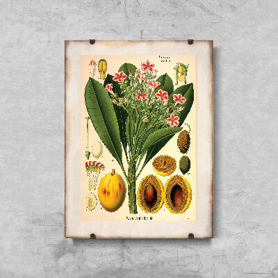 Retro plakát Botanický imprint apocyaceae.