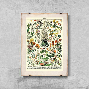 Retro plakát Květinový tisk Adolphe Millot