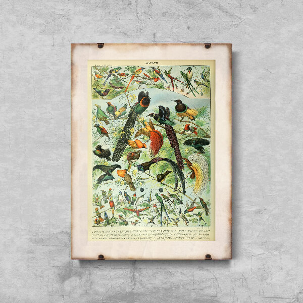 Plakát Adolphe Millot Birds.