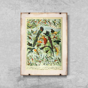 Plakát Adolphe Millot Birds.