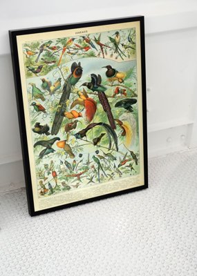 Plakát Adolphe Millot Birds.
