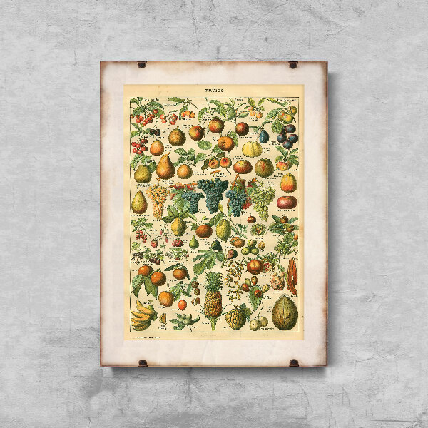 Plakát Adolphe Millot ovoce