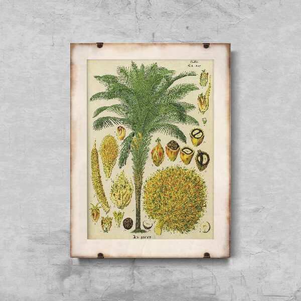 Plakát Botanický plakát s kokosovou dlaní