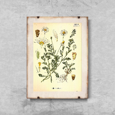 Plakát Anthemis Arvensis.