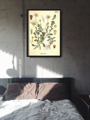 Plakát Anthemis Arvensis.