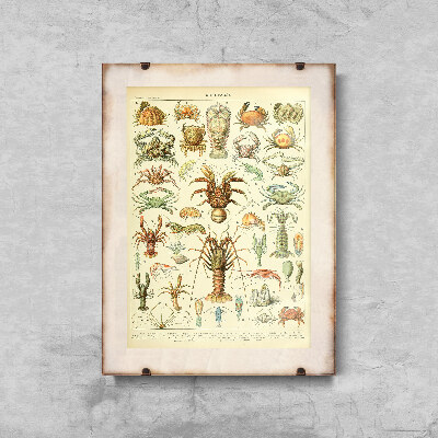 Plakát 1909 Crustaces Adolphe Millot