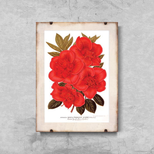 Plakát Rhododendron květ 1957.
