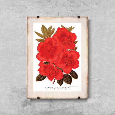 Plakát Rhododendron květ 1957.