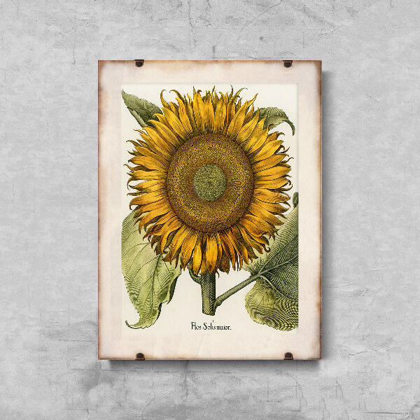 Plakát Botanický tisk slunečnice