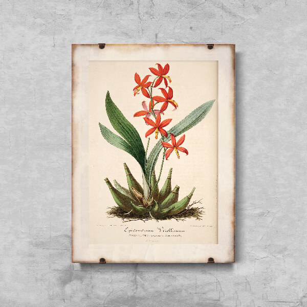 Plakát Květinový tisk Epidendrum Vitellinum
