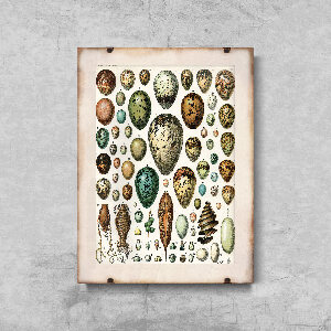 Plakát Ptačí vejce