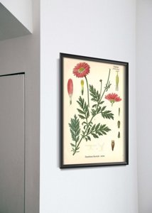 Dekorativní plakát Aster s botanickým tiskem