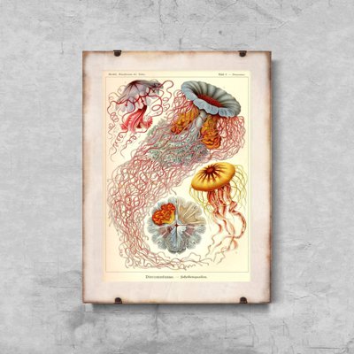 Dekorativní plakát Medusa Haeckel Ernst
