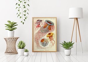 Dekorativní plakát Medusa Haeckel Ernst