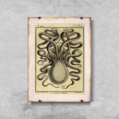 Dekorativní plakát Octopus Haeckel Ernst