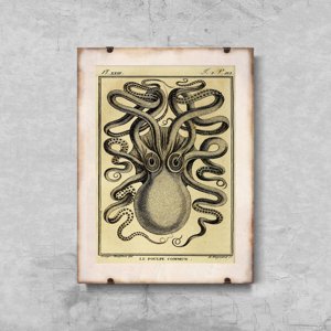 Dekorativní plakát Octopus Haeckel Ernst