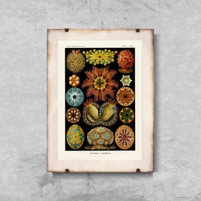 Dekorativní plakát Ascidiae Haeckel Ernst