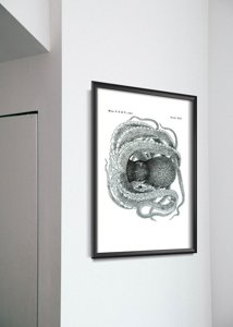 Dekorativní plakát Chobotnice