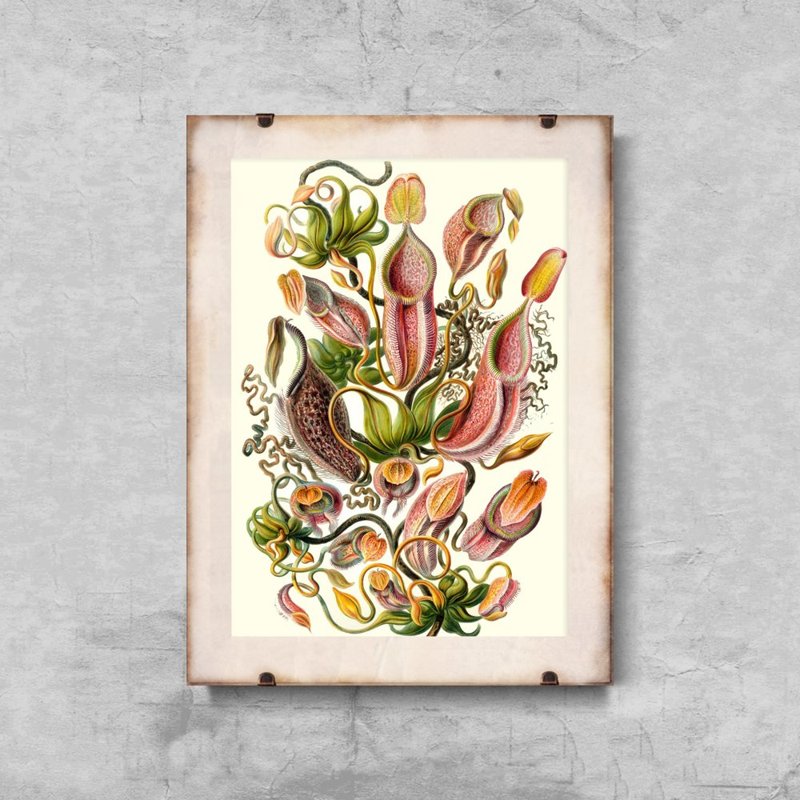 Dekorativní plakát Masožravá rostlina Ernst Haeckel