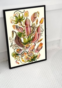 Dekorativní plakát Masožravá rostlina Ernst Haeckel